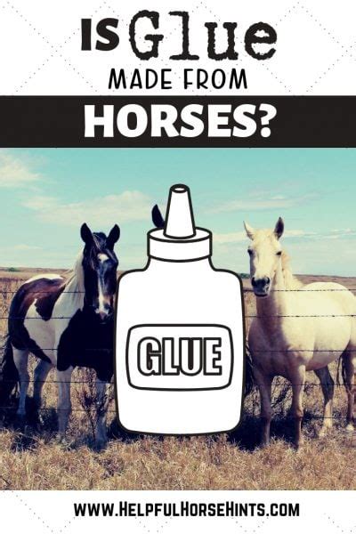 The Truth About Horses And Glue Facts And History Helpful Horse Hints