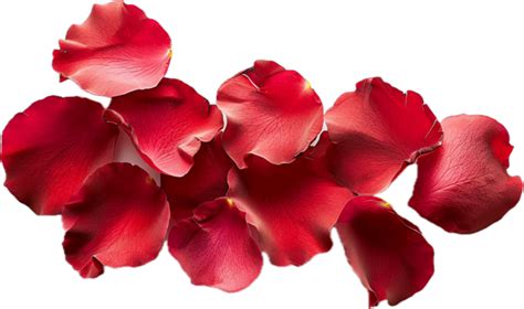 Red Rose Petals Pngs For Free Download