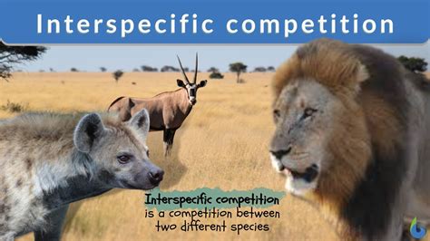 Animal Competition Examples