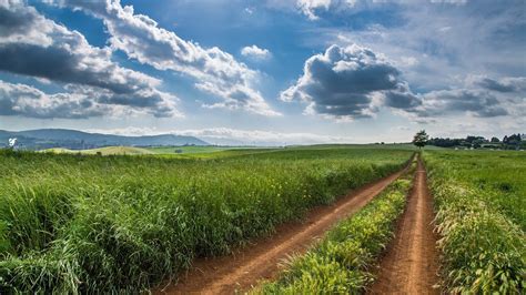 Online Crop Green Grass Field Nature HD Wallpaper Wallpaper Flare