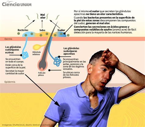 Preguntas Esenciales Sobre El Sudor En Tiempos De Calor Ciencia Unam