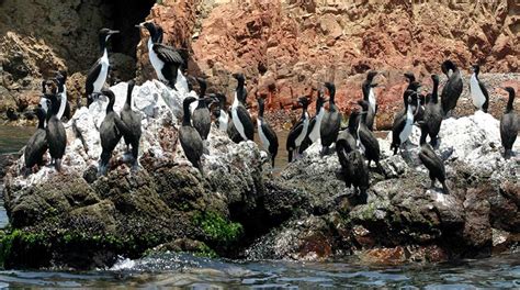 Islas Ballestas Espectacular Escenario De La Naturaleza