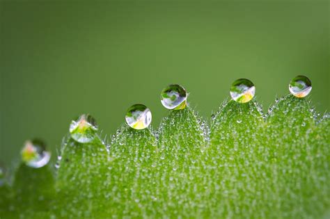 Free Photo Macro Drip Drop Of Water Leaf Close Water Rain Hippopx