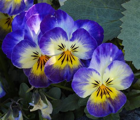 Pretty Pansies Photograph By Sandra Peery Fine Art America