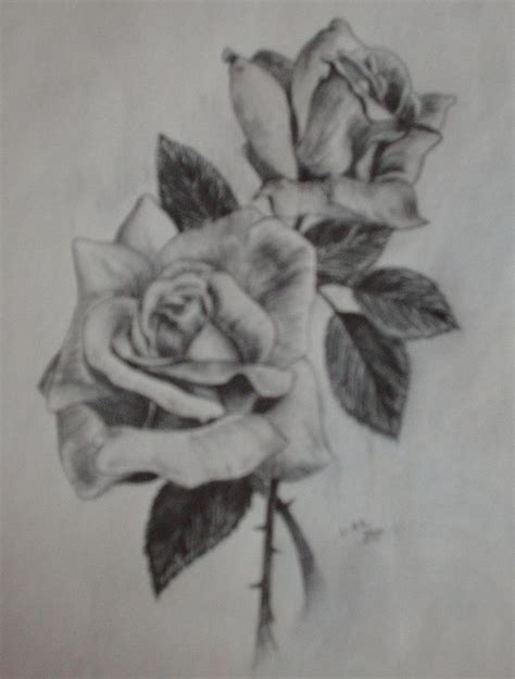 2 Roses Drawing by Brenda Coster - Fine Art America