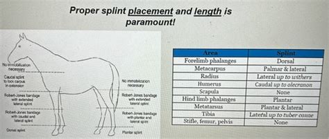 Equine Fracture Management NAVLE Flashcards Quizlet