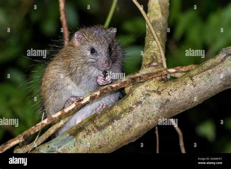 Ryukyu Long Tailed Giant Rat Hi Res Stock Photography And Images Alamy