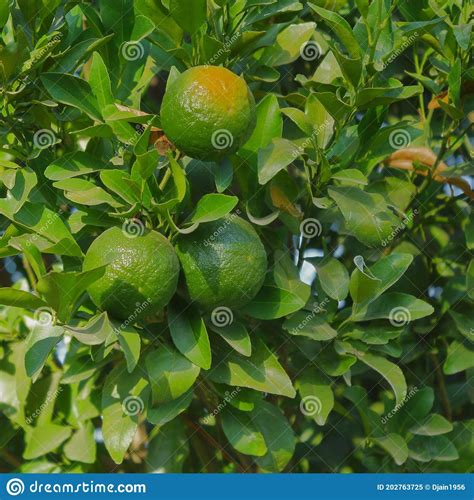 Raw Oranges Are Seen On The Tree Fruit Natural Nature Wallpaper