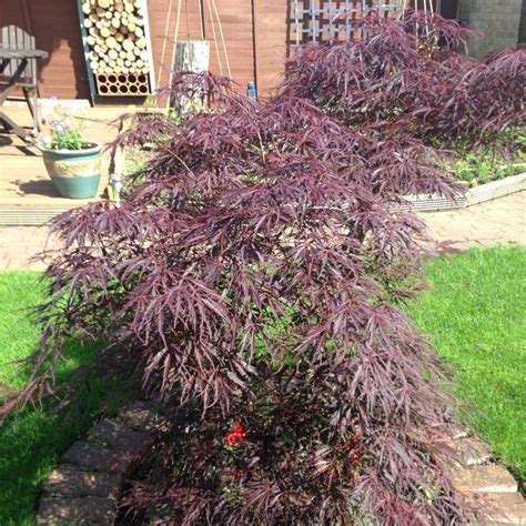 Acer Palmatum Fireglow Japanese Maple Fireglow Uploaded By Kerry64