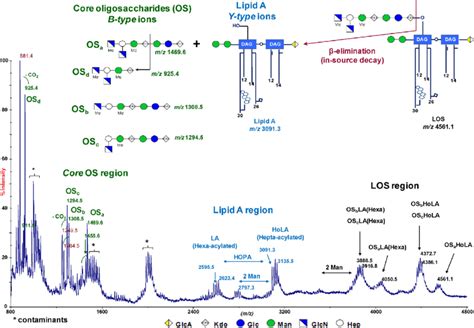 Linear Maldi Tof Mass Spectrum In Positive Ion Mode Of Intact Los From