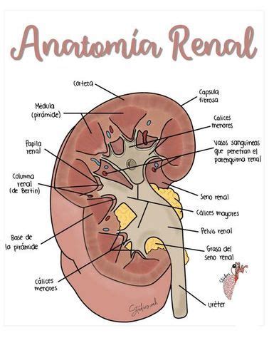 Anatomía renal Ilustrado uDocz Medicin