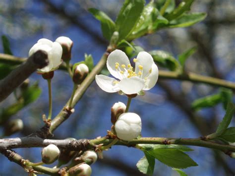 Apple Bloom Free Photo Download Freeimages