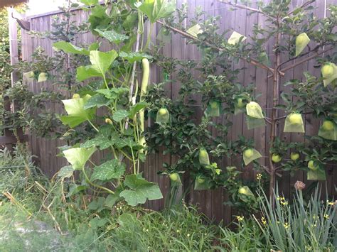 Growing Squash Vertically What Are Some Efficient Ways Of Growing