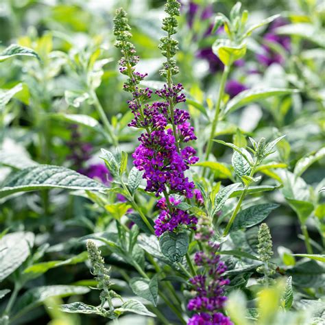 Zwerg Sommerflieder Blue Chip Junior Buddleja Blue Chip Junior