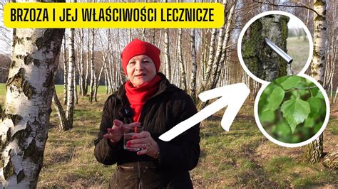 Brzoza i jej właściwości lecznicze jak pozyskiwać sok z brzozy