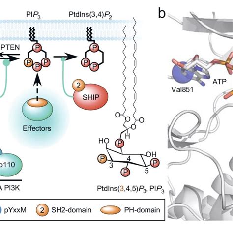 A Activation Of Class Ia Pi3ks By Growth Factor Receptors Gfr Download Scientific Diagram