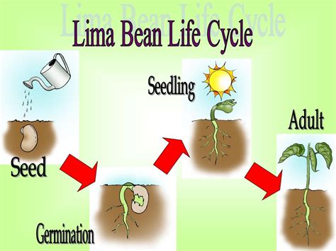 Life Cycle Of A Lima Bean Plant