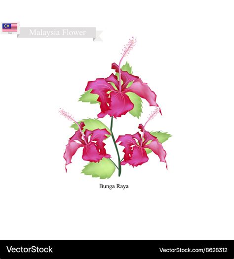 National Flower Of Malaysia Bunga Raya Royalty Free Vector