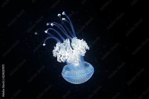 Phyllorhiza Punctata Australian Spotted Jellyfish In The Dark Sea