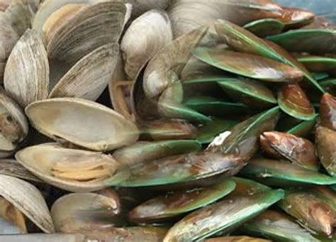 BFAR NAGBABALA LABAN SA SHELLFISH NA APEKTADO NG RED TIDE PILIPINO Mirror