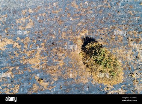Aerial Top View Of Burnt Pine Forest Climate Change Concept Stock