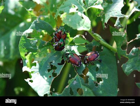 Japanese beetles (Popillia japonica) damage green leaves Stock Photo - Alamy