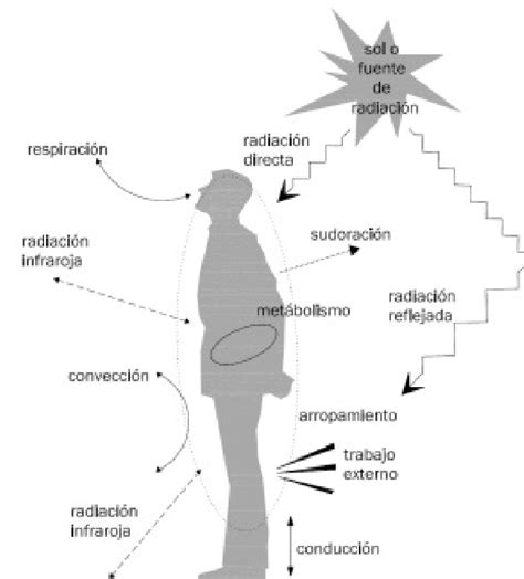 Intercambio de calor entre cuerpo humano y ambiente Elaboración propia