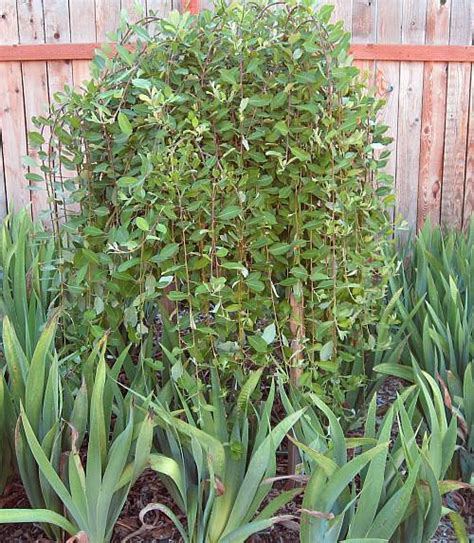 Salix Caprea Pendula Weeping Pussy Willow Cuttings