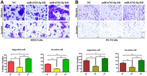 MiR 6742 5p Regulates The Invasion And Migration Of Lung Adenocarcinoma