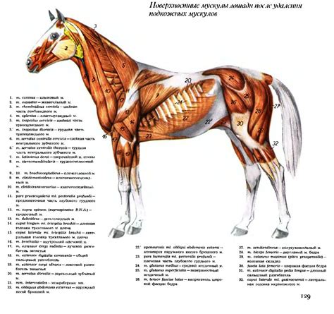 Мускулатура лошади - Loshadenok.ru
