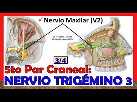 5to Par Craneal NERVIO TRIGÉMINO 3 4 Nervio Maxilar V2 YouTube