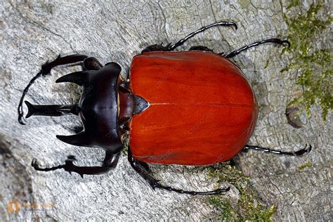 Elefantenk Fer Actaeon M Nnchen Fast Ausgeh Rtet Bild Bestellen