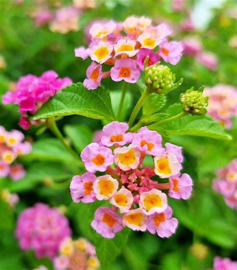 Lantana Botani Ki Vrh