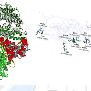 -ACE2 and Spike protein structures. At the left, ACE2 molecule is shown ...