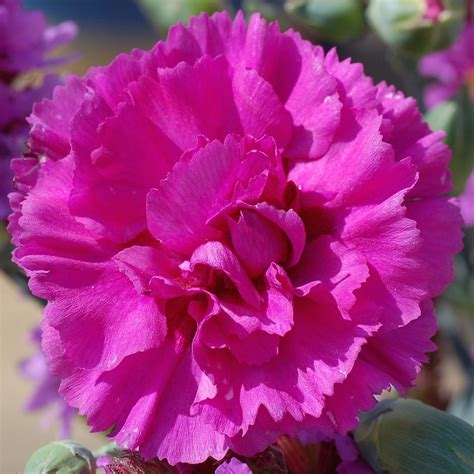 Dianthus Devon Wizard Pinks Perennial Garden Plug Plants Pack X6