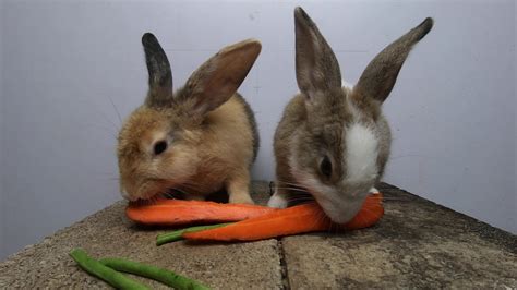 Rabbits Eating Asmr Carrot Bunny Cute Eating Carrot Youtube