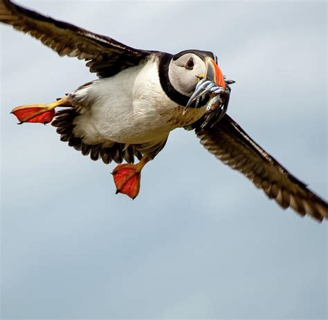 Puffin and Sand eels Photograph by John Wells - Pixels