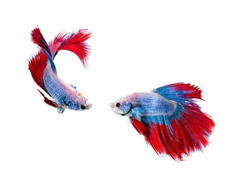 Betta Fish Care - Learn About Nature