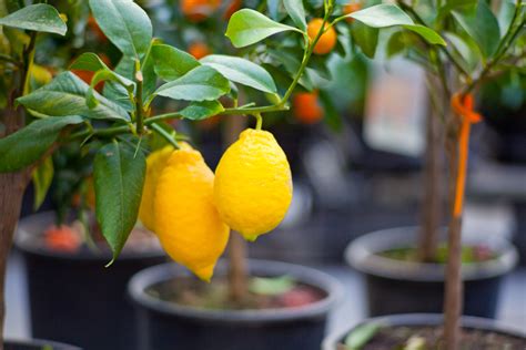 Citronnier En Pot Quel Entretien Paroles De Jardiniers