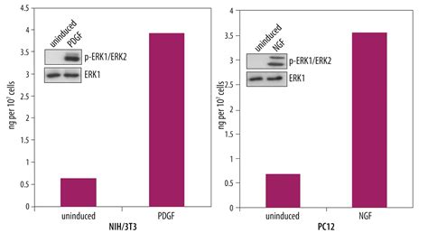 Human Mouse Rat Phospho ERK1 T202 Y204 DuoSet IC ELISA DYC1825 2