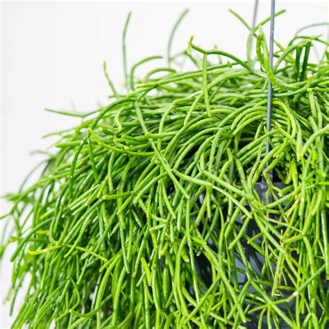 Rhipsalis Baccifera Oasis Cm Sklep Z Ro Linami Cocaflora