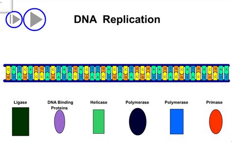 Animasi Replikasi DNA | BIOLOGIPEDIA