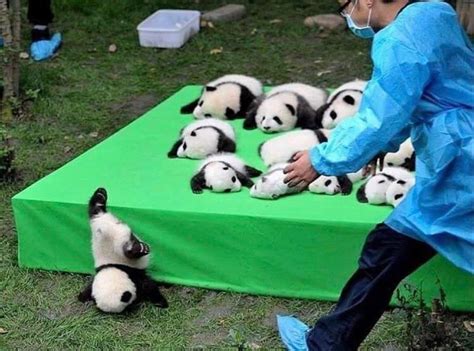 Baby Panda Falling Meme Template : r/MemeTemplatesOfficial