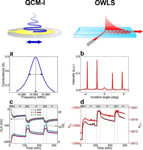 Measurement Principle Of The Qcm I And Owls Biosensor Techniques And