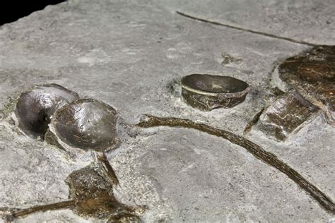 12 Plate Of Fossil Ichthyosaur Bones Germany 150173 For Sale