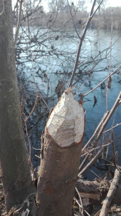 Ein Wasserbauingenieur Kehrt Zur Ck Der Biber An Der Sieg Rhein Und