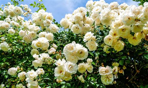 How to Grow Climbing Roses on a Trellis - A-Z Animals