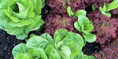 Lettuce Plant Growth Stages Lifecycle