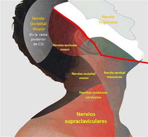 INERVACIÓN DE LA CABEZA Dolopedia