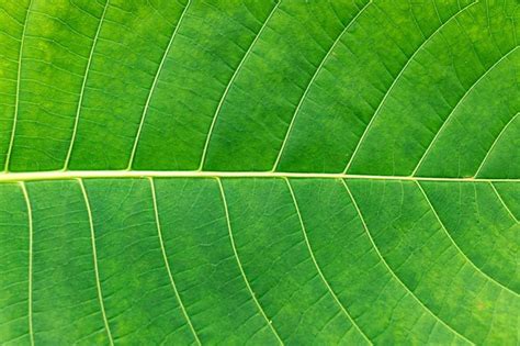 Premium Photo Closeup Nature View Of Green Leaf And Palms Background